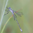 Lestes sponsa