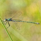 Lestes sponsa