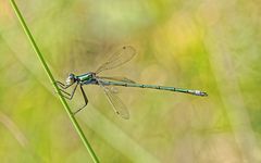 Lestes sponsa