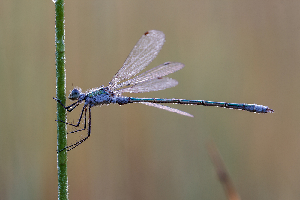 Lestes sponsa Foto & Bild | tiere, wildlife, libellen Bilder auf ...