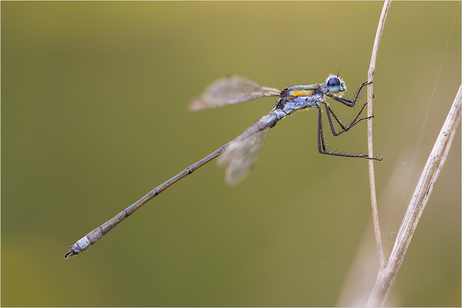 Lestes sponsa