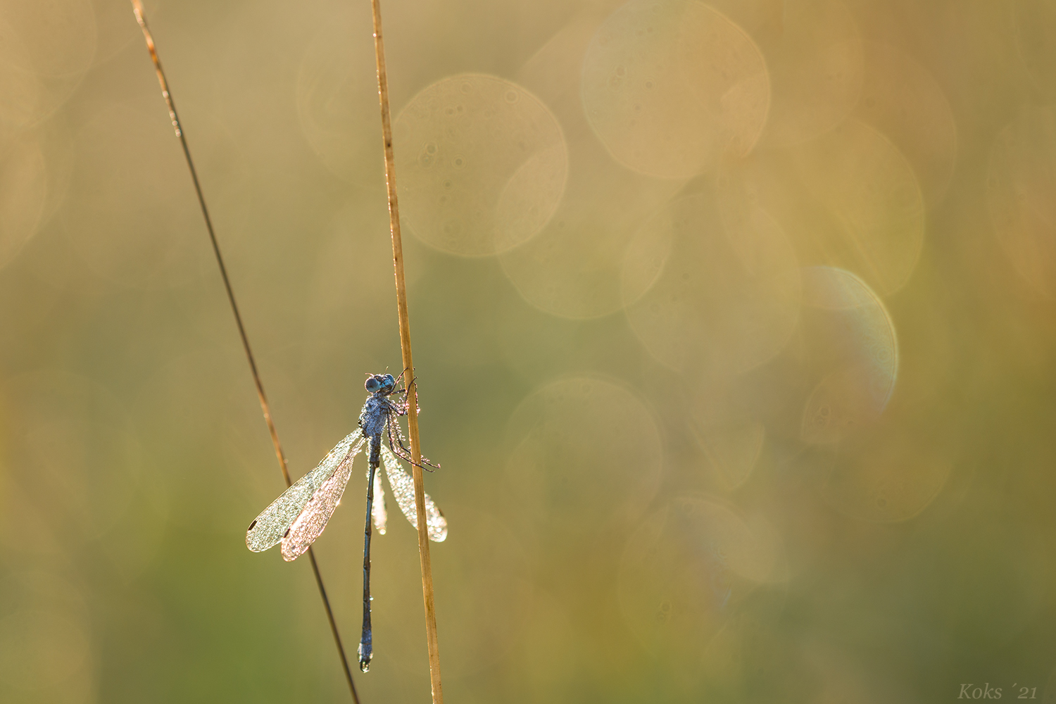 Lestes sponsa