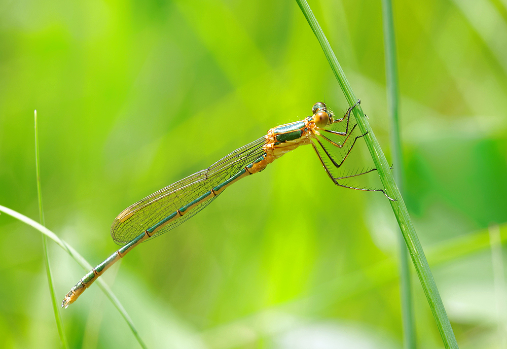 Lestes sponsa