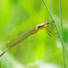 Lestes sponsa