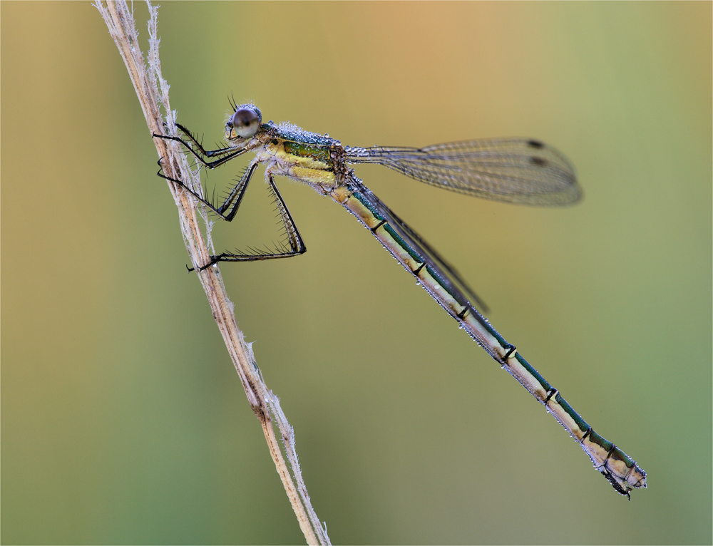 ~ Lestes sponsa ~