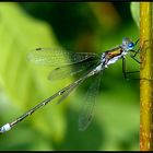 Lestes sponsa