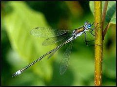 Lestes sponsa