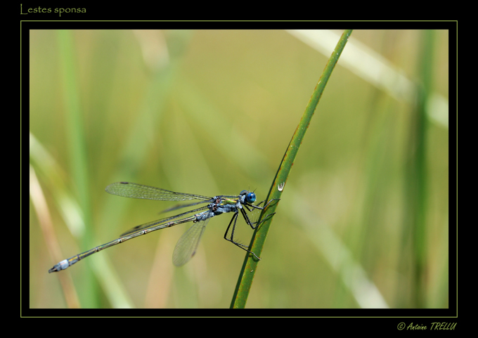 Lestes sponsa