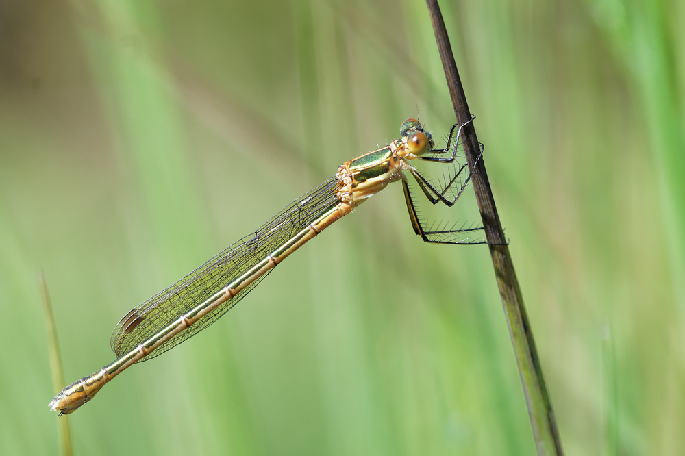 Lestes sponsa die erste