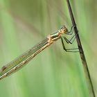 Lestes sponsa die erste