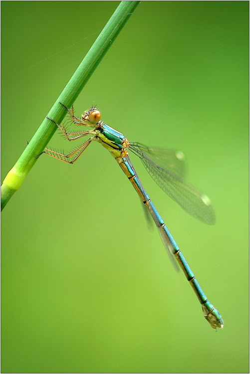 Lestes sponsa