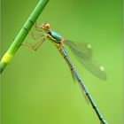 Lestes sponsa