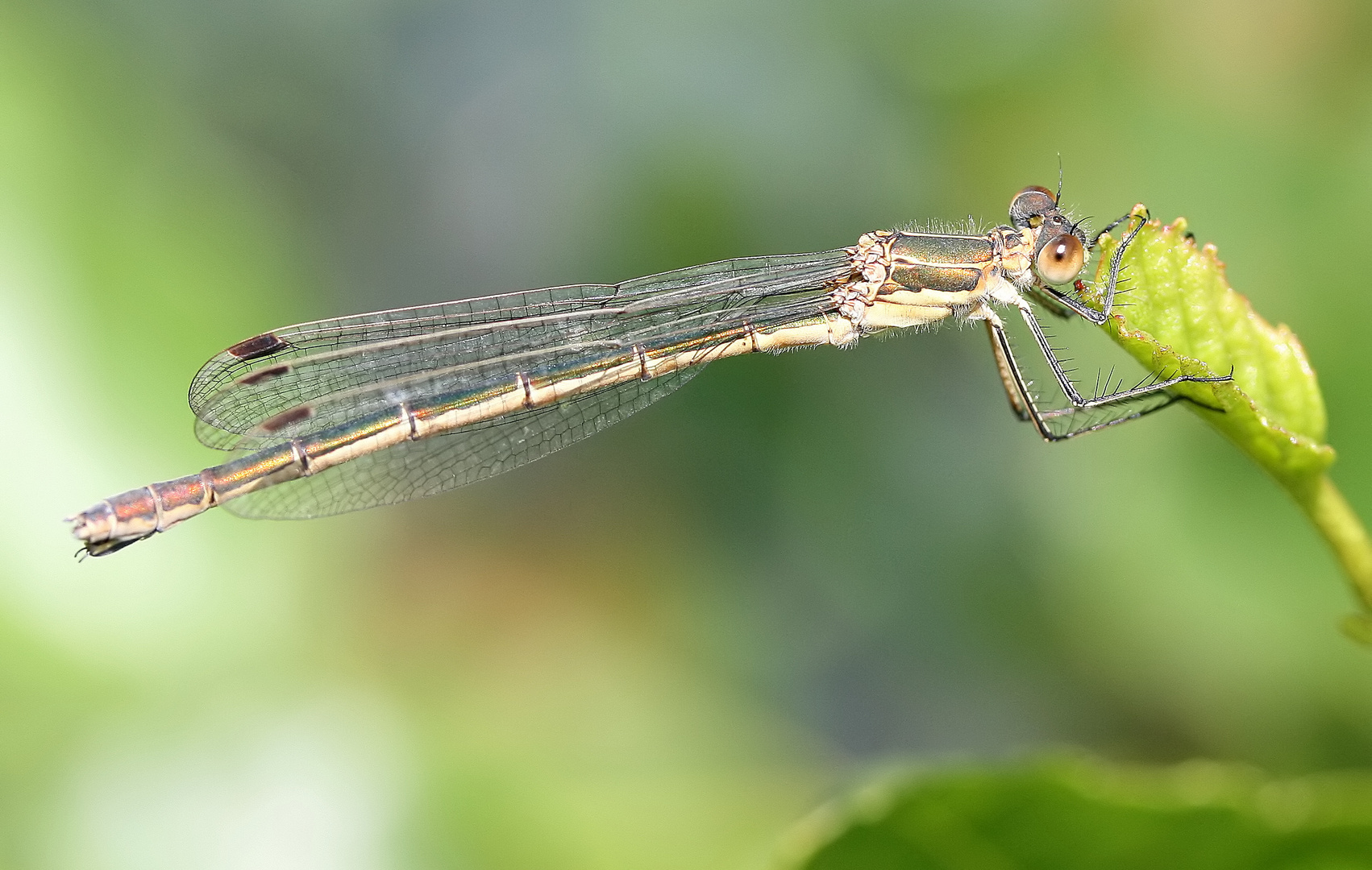 Lestes sponsa ( F ) Foto & Bild | dokumentation, natur, libelle Bilder ...