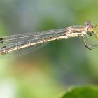 Lestes sponsa ( F )