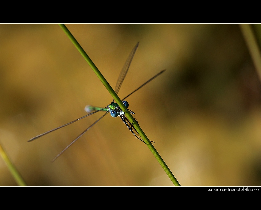 Lestes sponsa