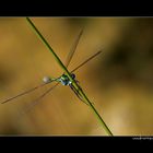 Lestes sponsa