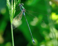 Lestes sponsa