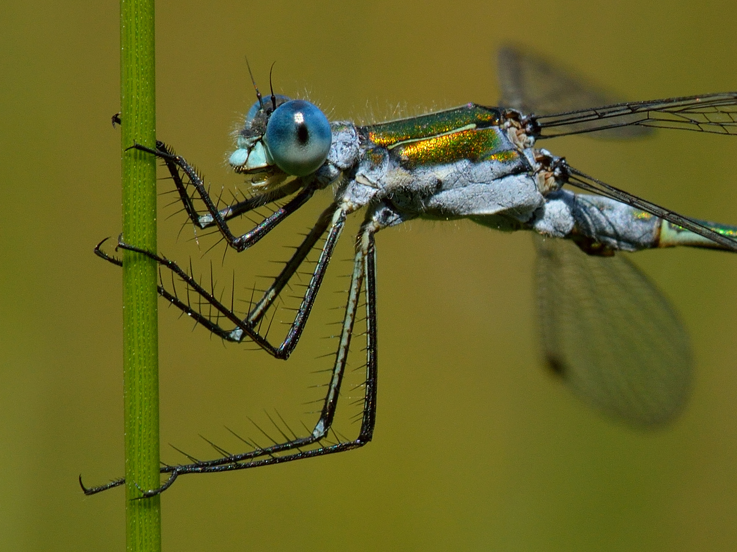 Lestes sponsa, Gemeine Binsenjungfer, m