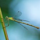 Lestes sponsa - Gemeine Binsenjungfer - (W)