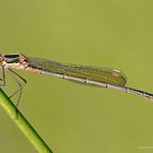 Lestes sponsa - male