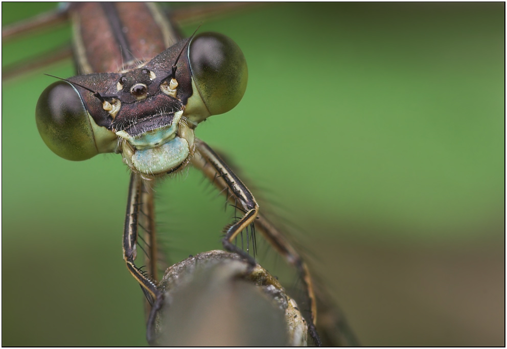 ~ Lestes virens ~