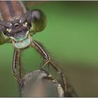 ~ Lestes virens ~