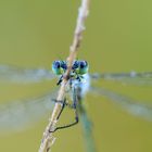 Lestes virens