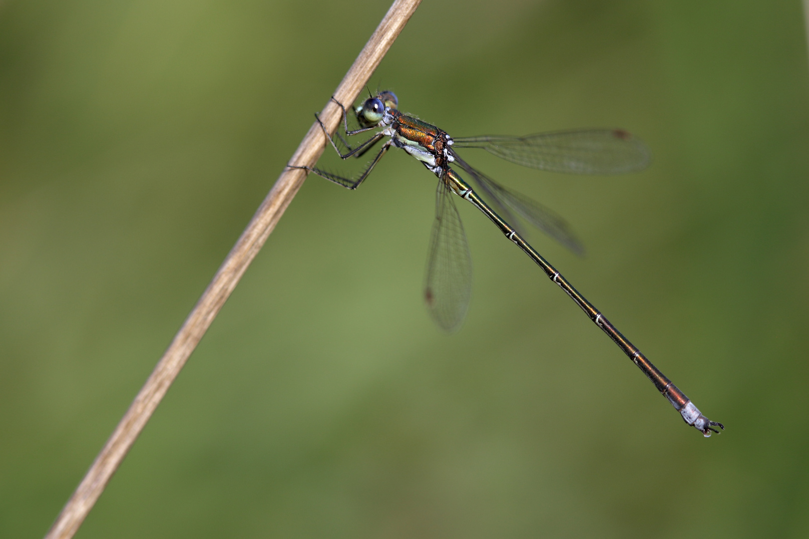 Lestes virens