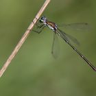 Lestes virens