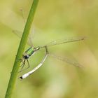 Lestes virens – Kleine Binsenjungfer (2)