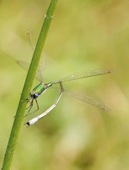 Lestes virens – Kleine Binsenjungfer (2)