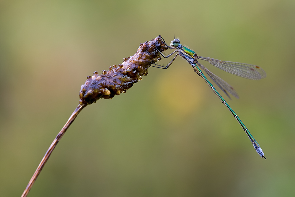 Lestes virens - Kleine Binsenjungfer