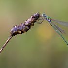 Lestes virens - Kleine Binsenjungfer