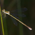 Lestes virens - Kleine Binsenjungfer