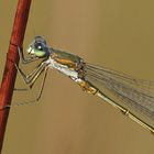 Lestes virens - Small Emerald damselfly - Kleine Binsenjungfer - Le Leste verdoyant .