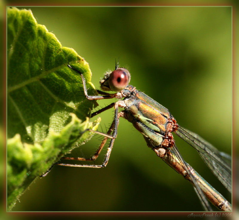 Lestes Virides