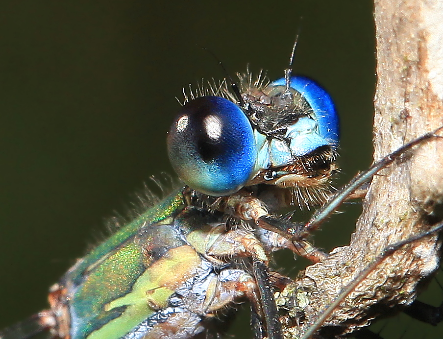 Lestes virides, Weidenjungfer, Portrait