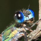 Lestes virides, Weidenjungfer, Portrait