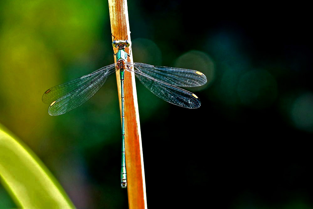 Lestes viridis