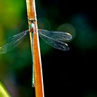 Lestes viridis