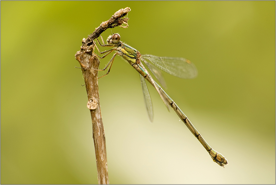 Lestes viridis