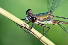 Lestes viridis