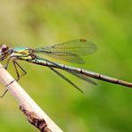 Lestes viridis