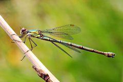 Lestes viridis