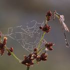 Lestes viridis