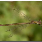 Lestes viridis