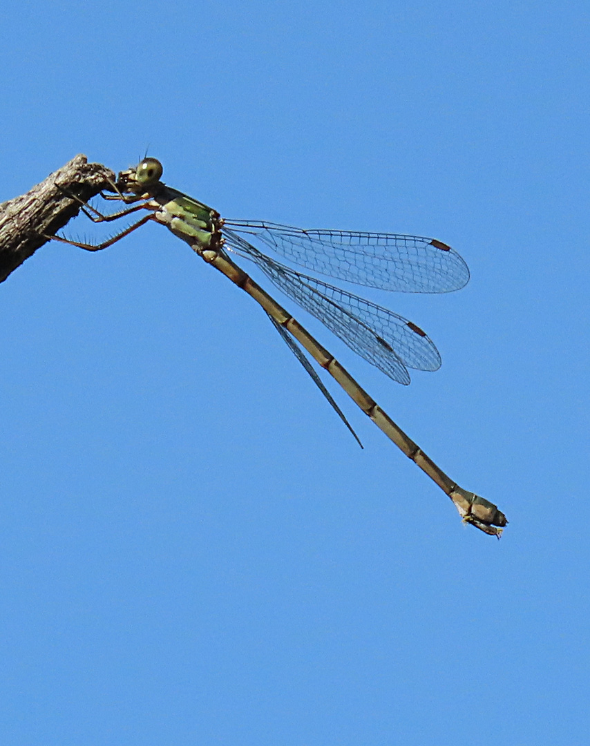 Lestes viridis