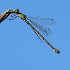 Lestes viridis