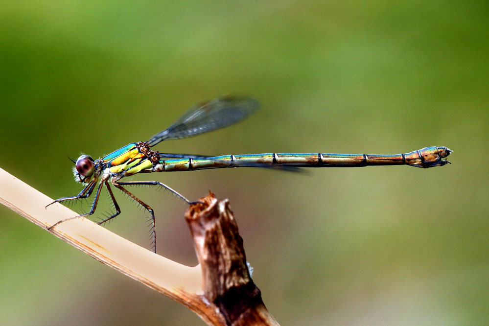 Lestes viridis