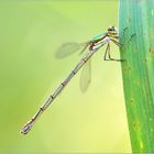 Lestes viridis